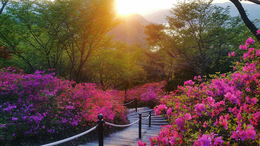 Image of beautiful flowers and path during golden hour